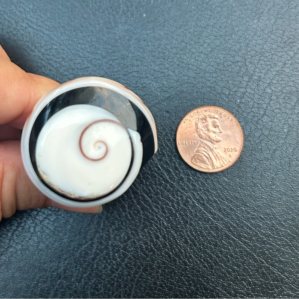 Unique Polished Shell Ring - Picture 5 of 7
